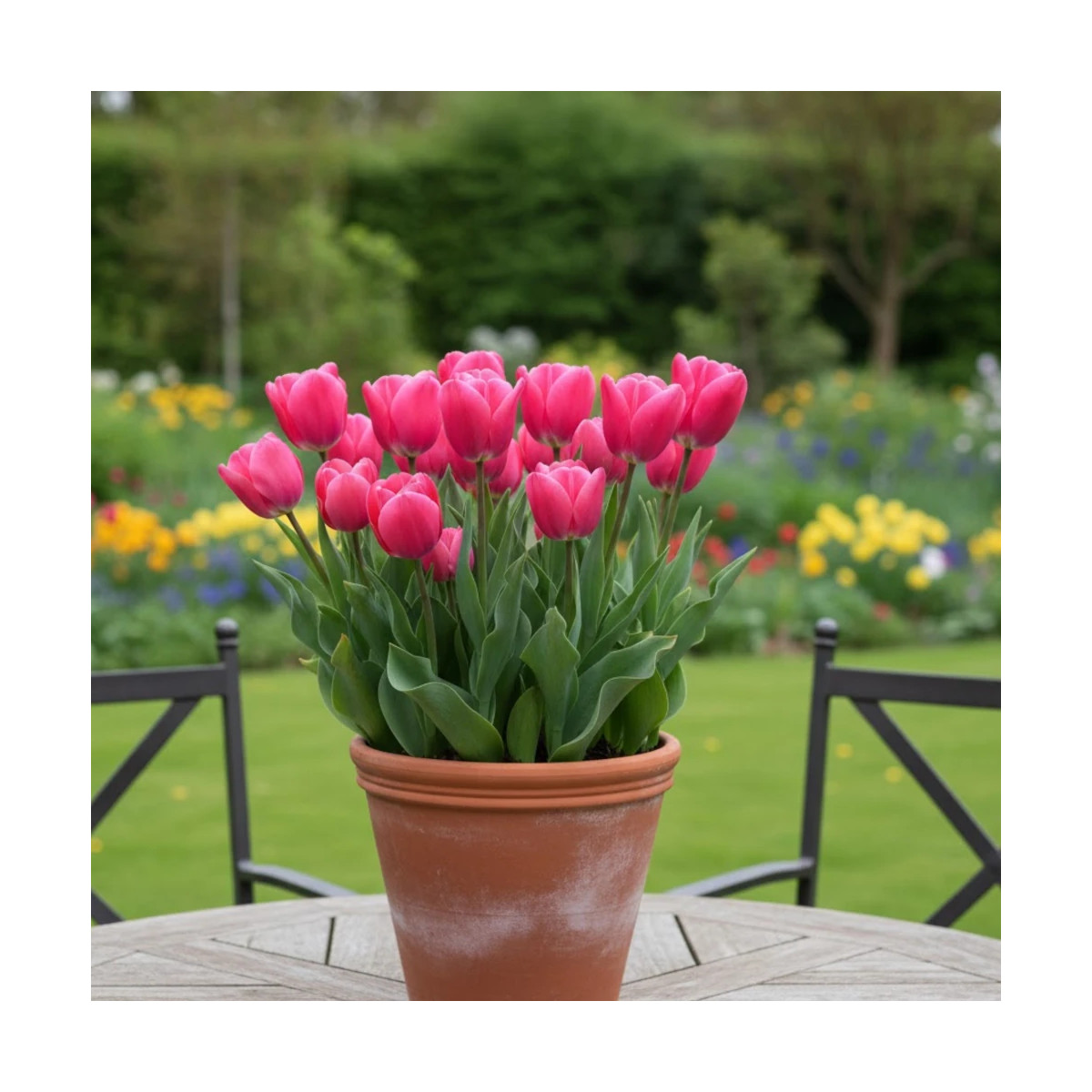 Bulbe de Tulipe Triomphe Carola