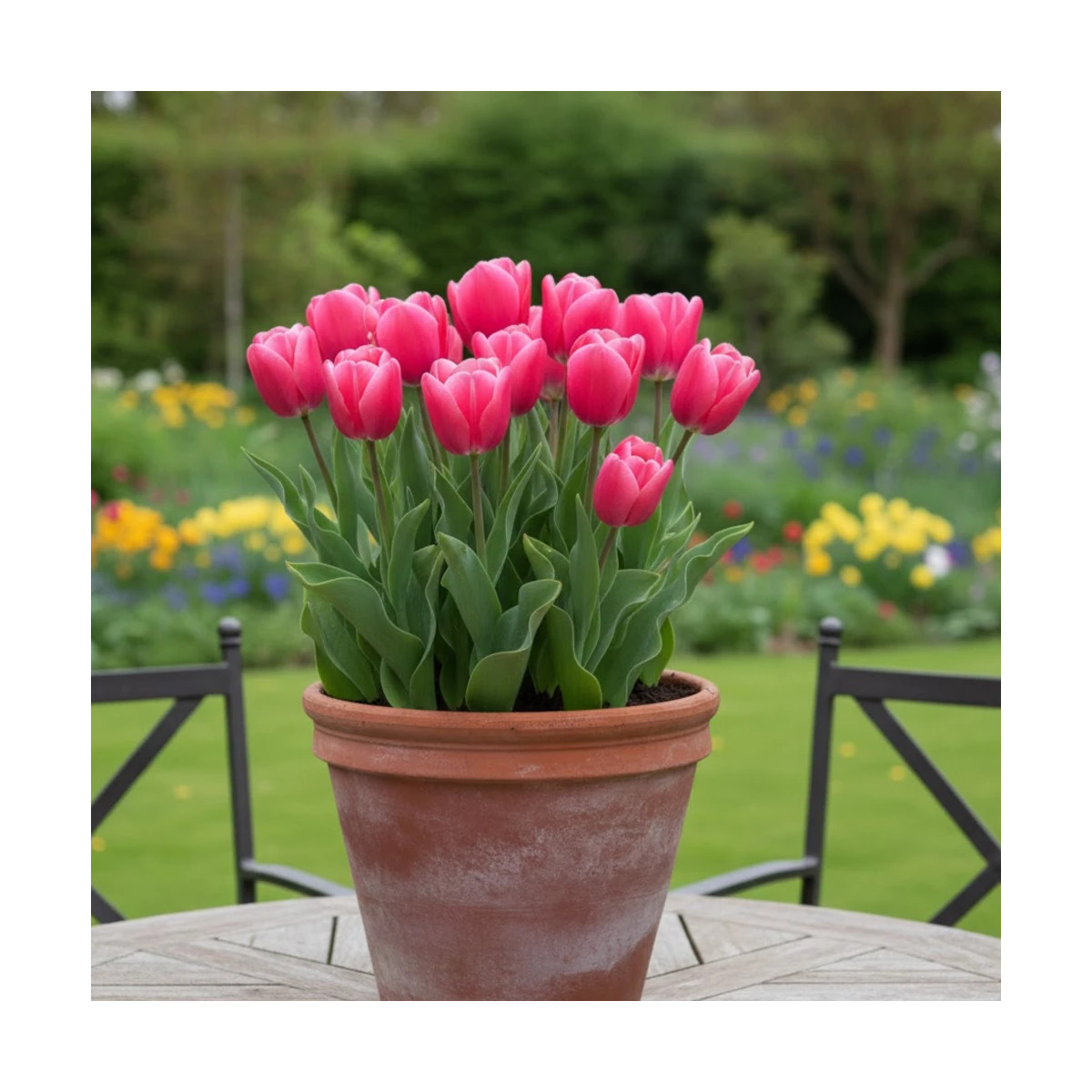 Bulbe de Tulipe Triomphe Dinasty
