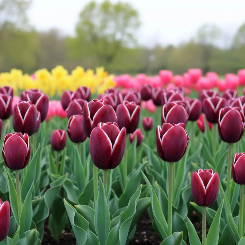 Bulbe de Tulipe Triomphe Fontainebleau