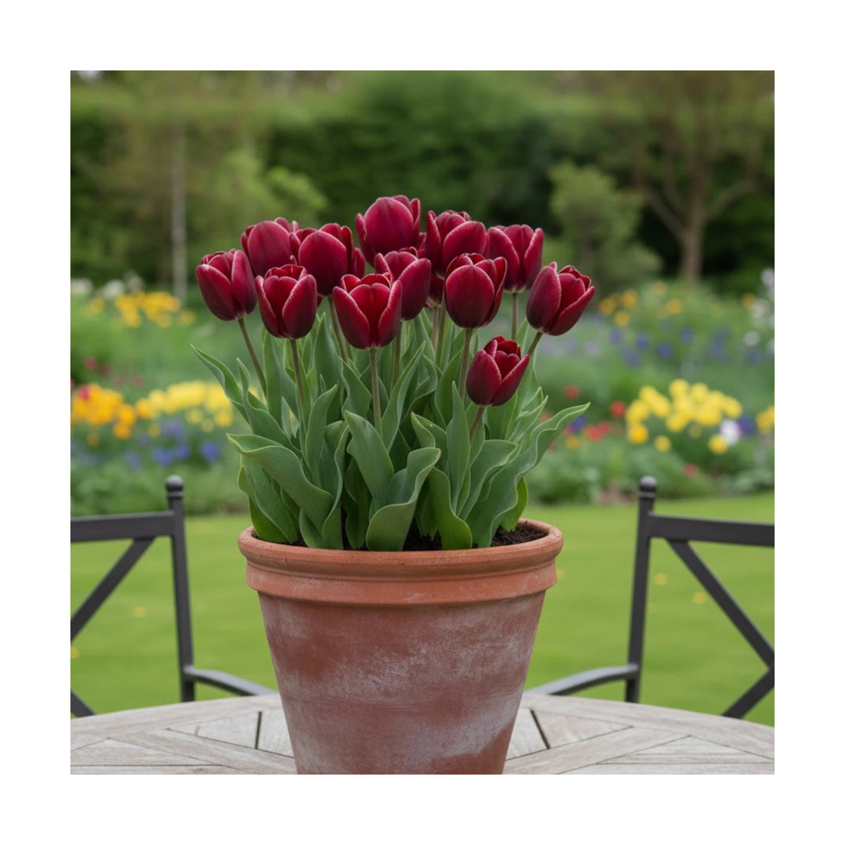 Bulbe de Tulipe Triomphe Fontainebleau Bulbe de Tulipe Triomphe Fontainebleau