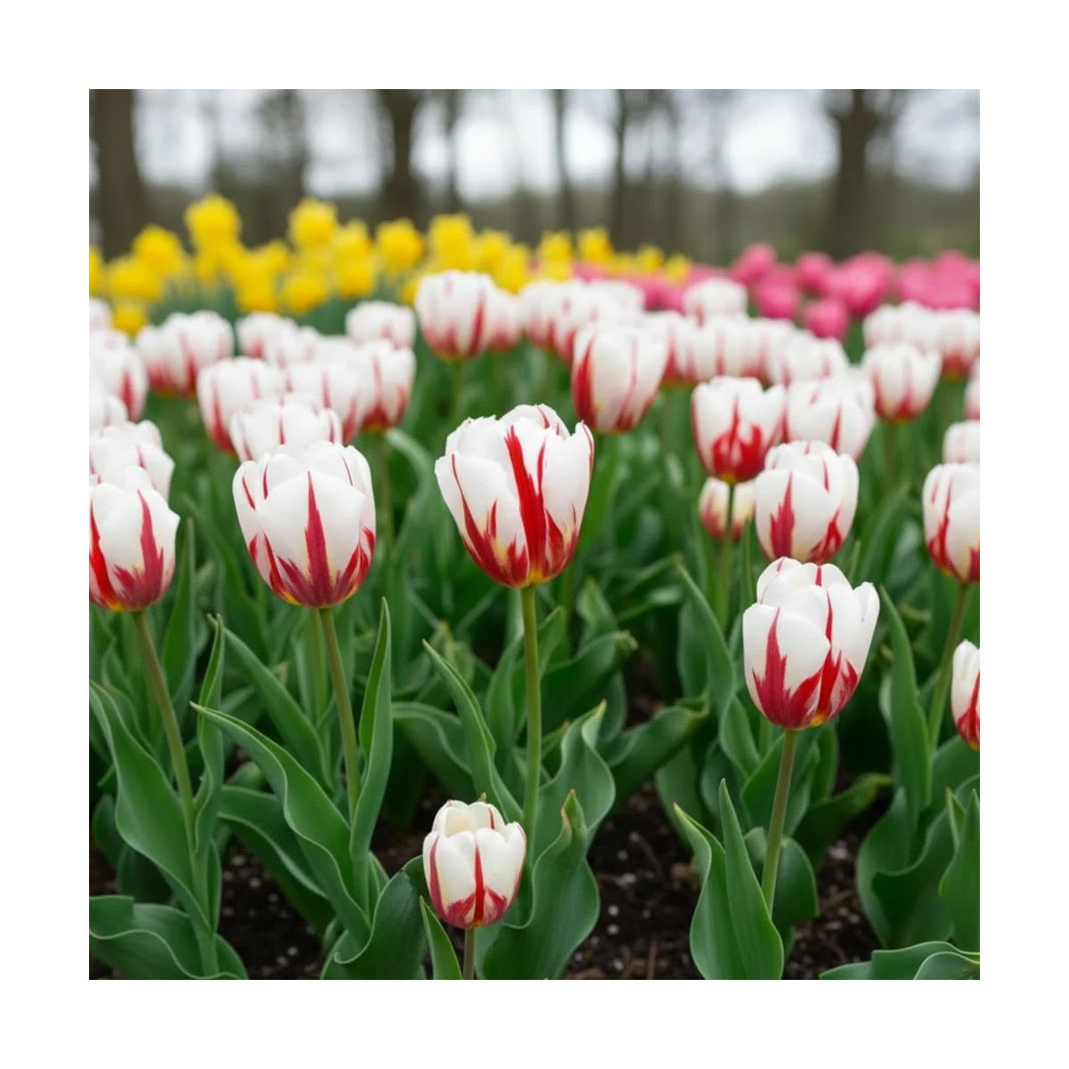 Bulbe de Tulipe Triomphe Happy Génération Bulbe de Tulipe Triomphe Happy Génération