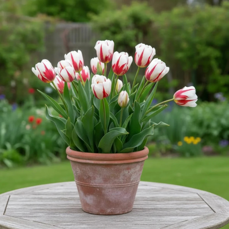 Bulbe de Tulipe Triomphe Happy Génération