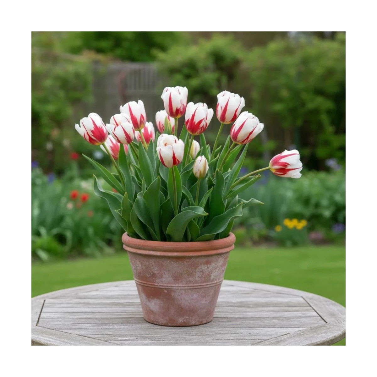 Bulbe de Tulipe Triomphe Happy Génération Bulbe de Tulipe Triomphe Happy Génération