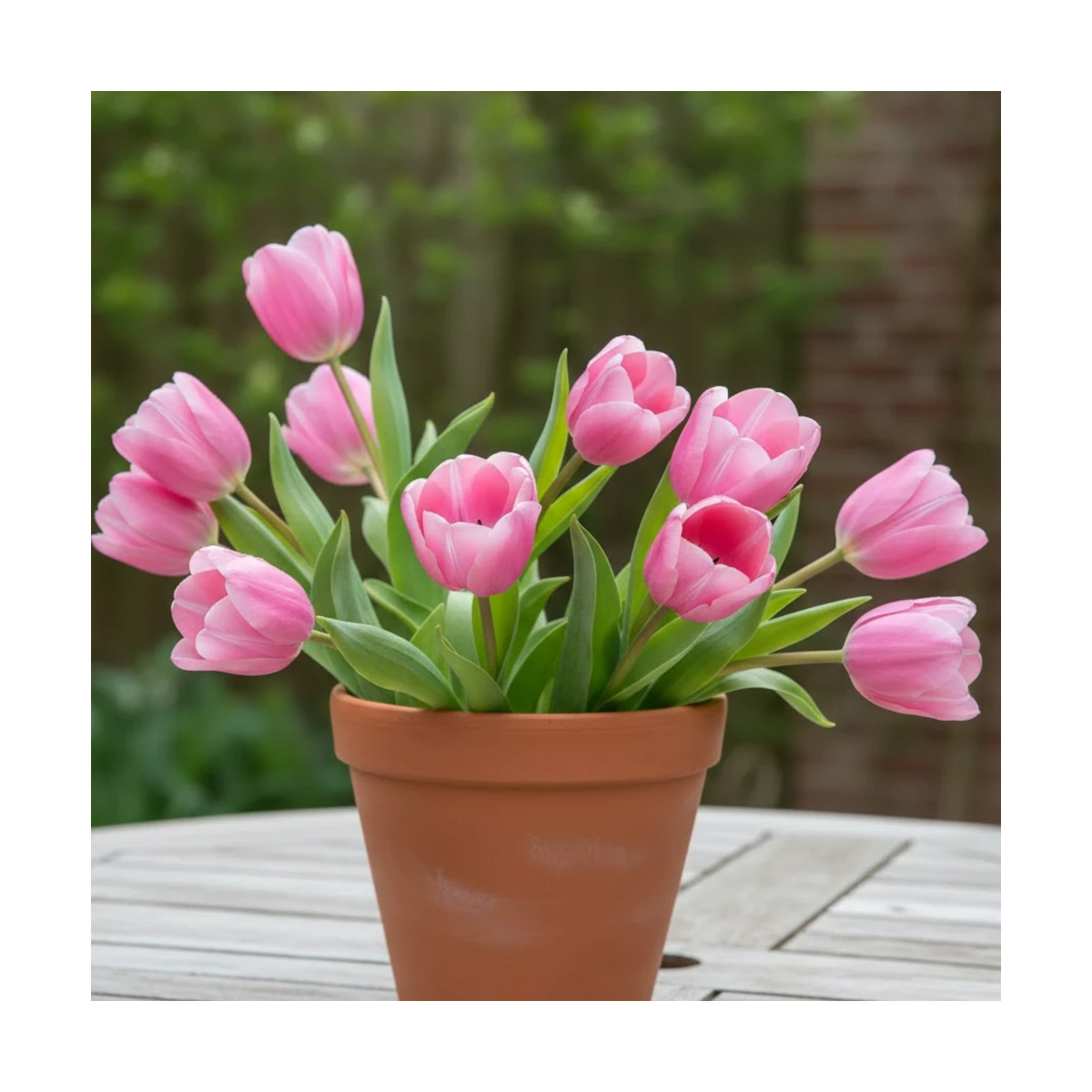 Bulbe de Tulipe Triomphe Mistress Bulbe de Tulipe Triomphe Mistress