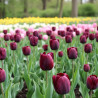 Bulbe de Tulipe Triomphe Ronaldo