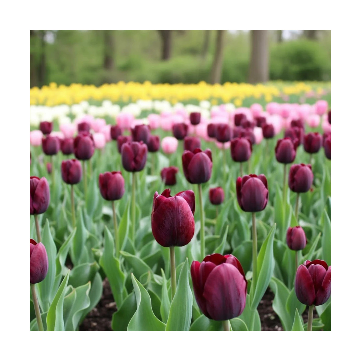 Bulbe de Tulipe Triomphe Ronaldo