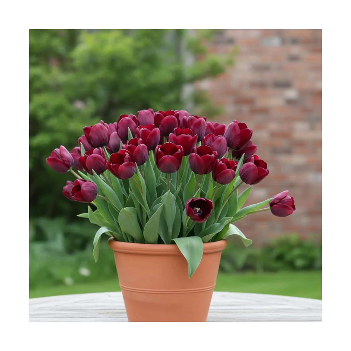 Bulbe de Tulipe Triomphe Ronaldo