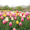Bulbe de Tulipe Triomphe Varié