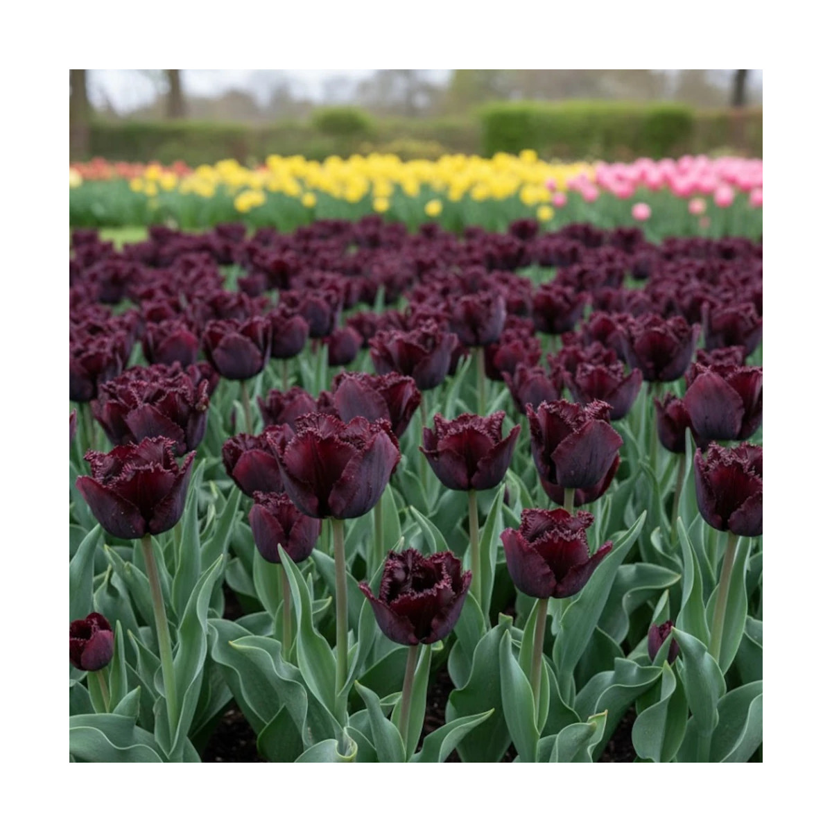 Bulbe de Tulipe Perroquet Black Parrot