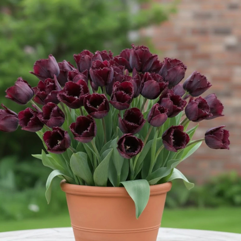 Bulbe de Tulipe Perroquet Black Parrot