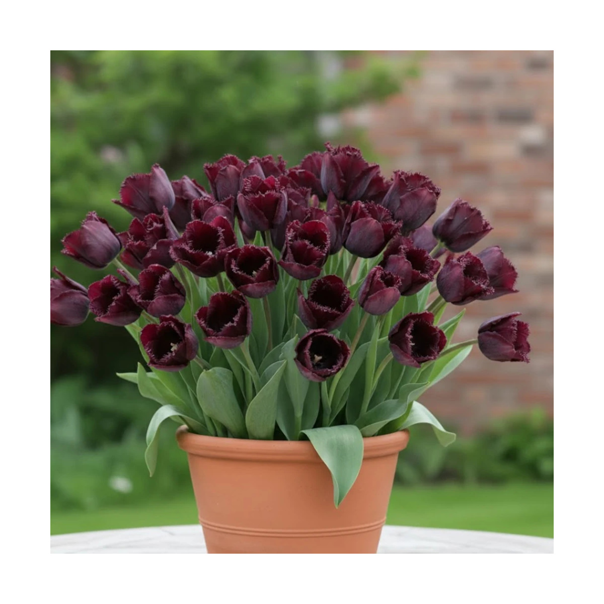 Bulbe de Tulipe Perroquet Black Parrot