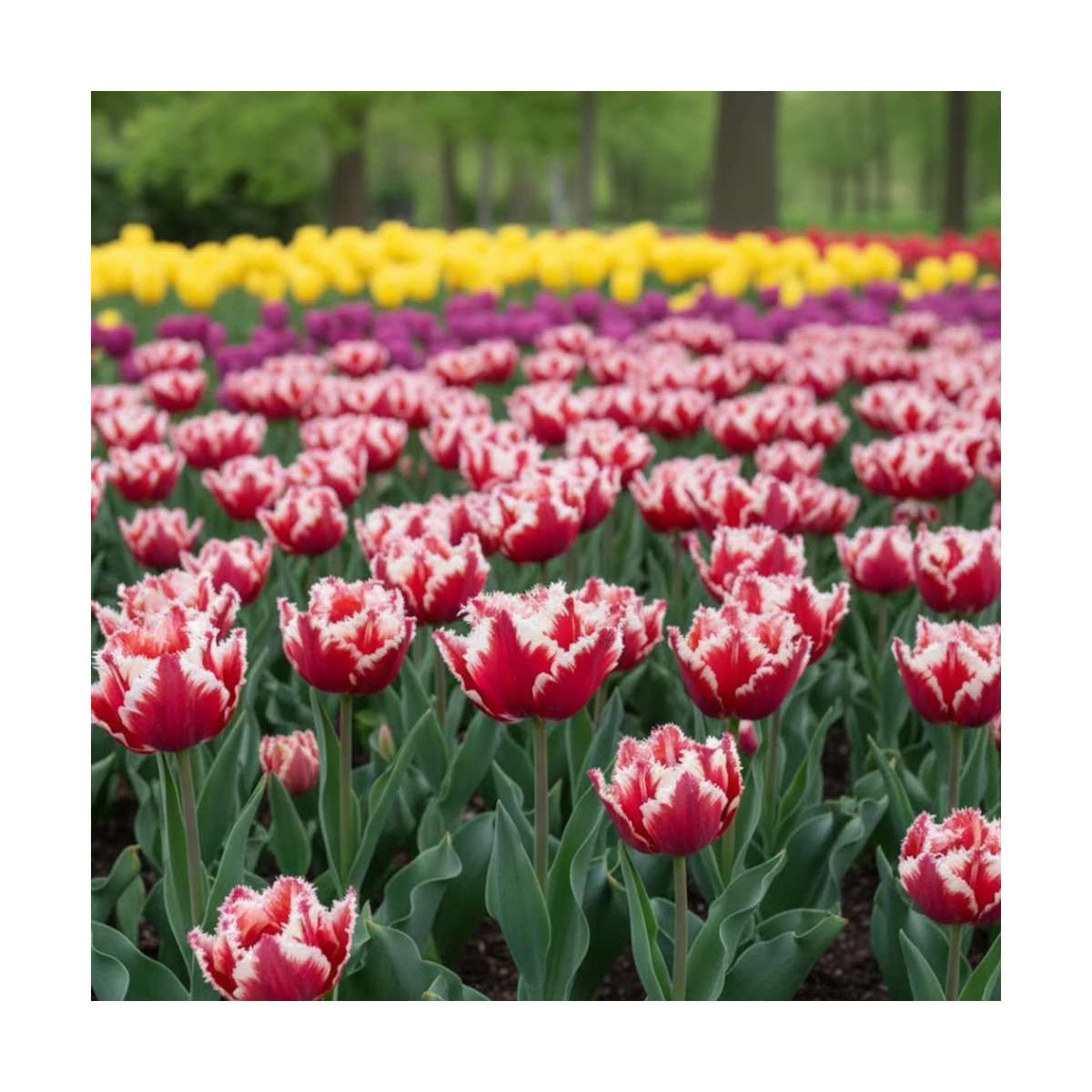 Bulbe de Tulipe Perroquet Estrella Bulbe de Tulipe Perroquet Estrella
