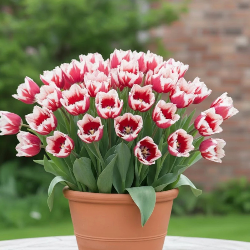 Bulbe de Tulipe Perroquet Estrella