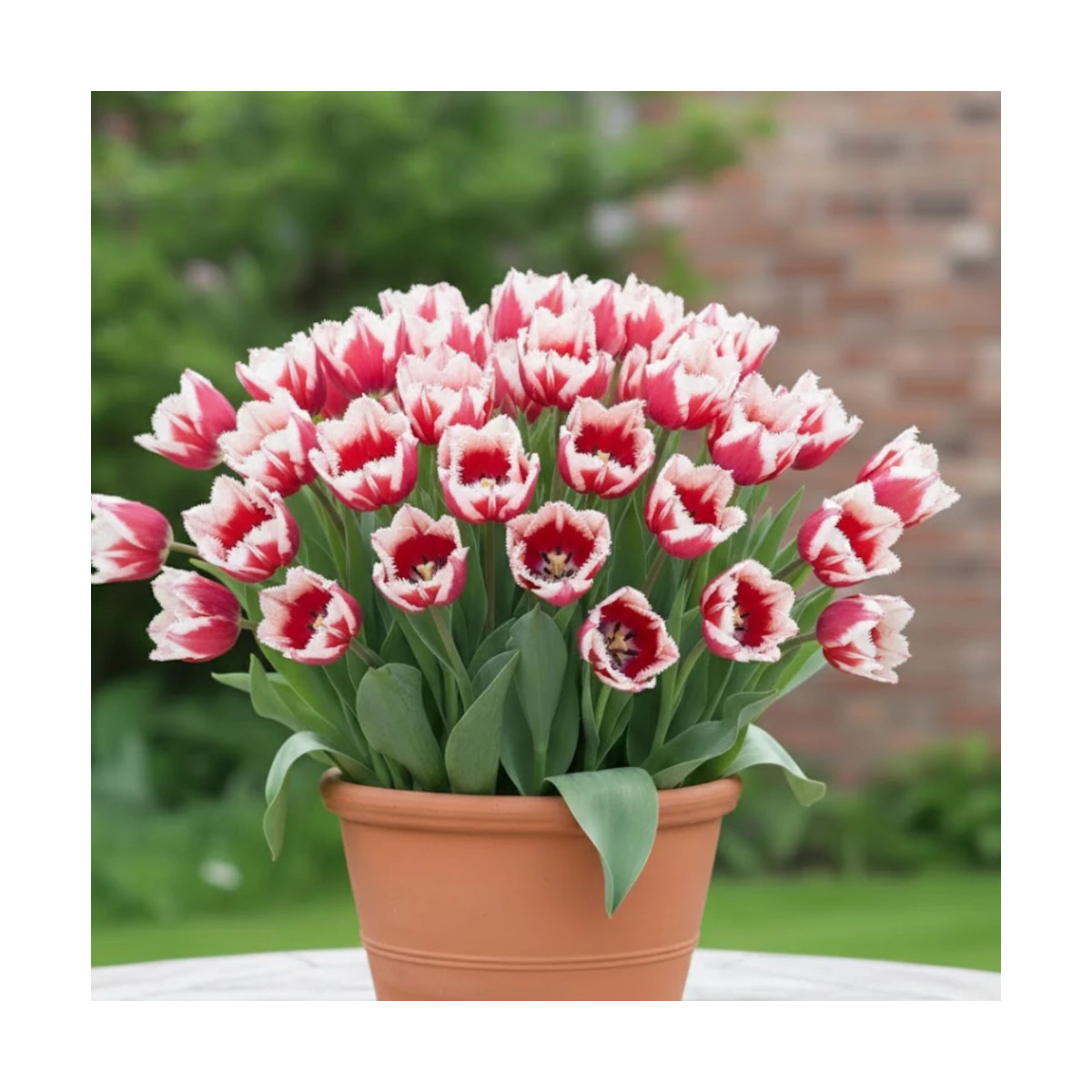 Bulbe de Tulipe Perroquet Estrella Bulbe de Tulipe Perroquet Estrella