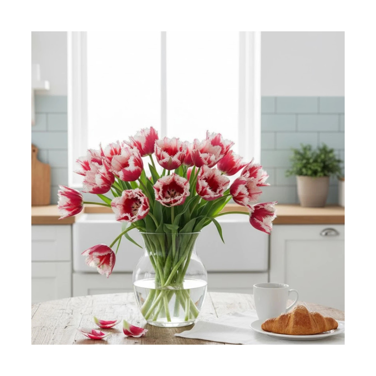 Bulbe de Tulipe Perroquet Estrella Bulbe de Tulipe Perroquet Estrella