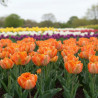 Bulbe de Tulipe Perroquet Flower Power