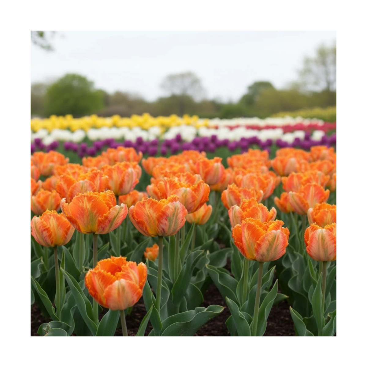 Bulbe de Tulipe Perroquet Flower Power