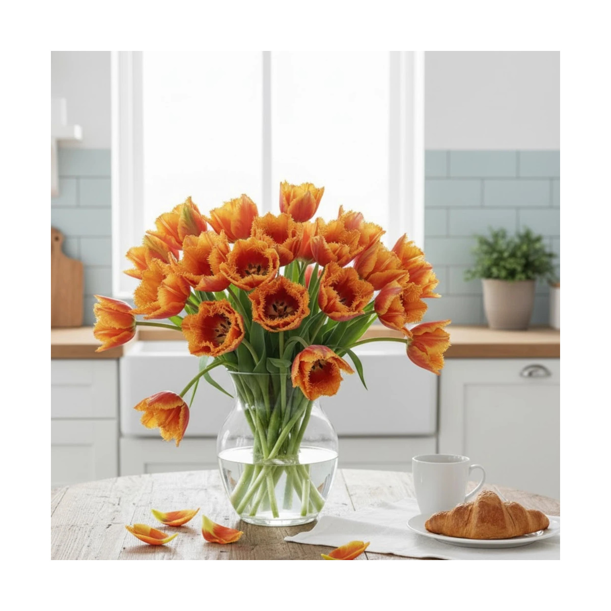 Bulbe de Tulipe Perroquet Flower Power