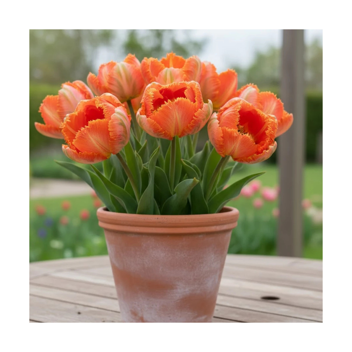 Bulbe de Tulipe Perroquet Flower Power