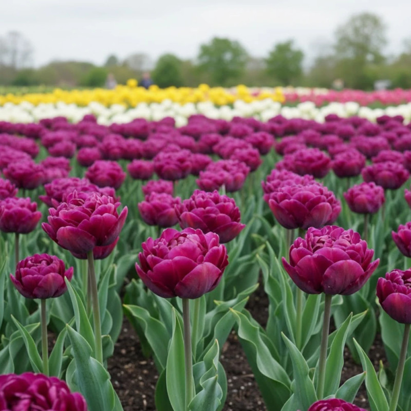Bulbe de Tulipe Perroquet Parrot Prince