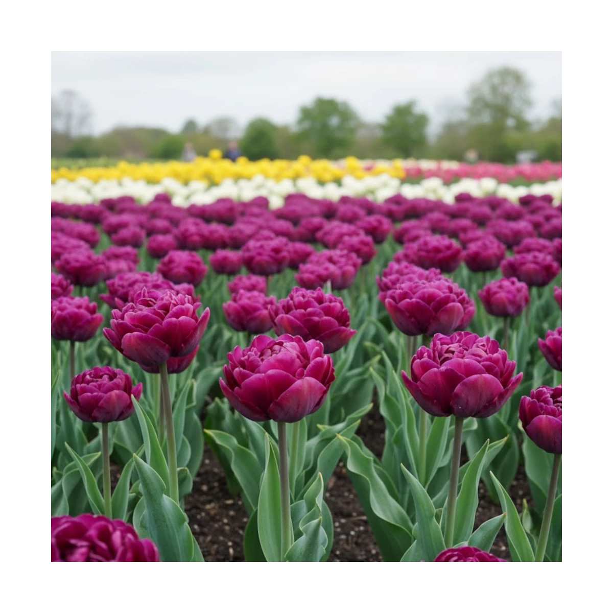 Bulbe de Tulipe Perroquet Parrot Prince