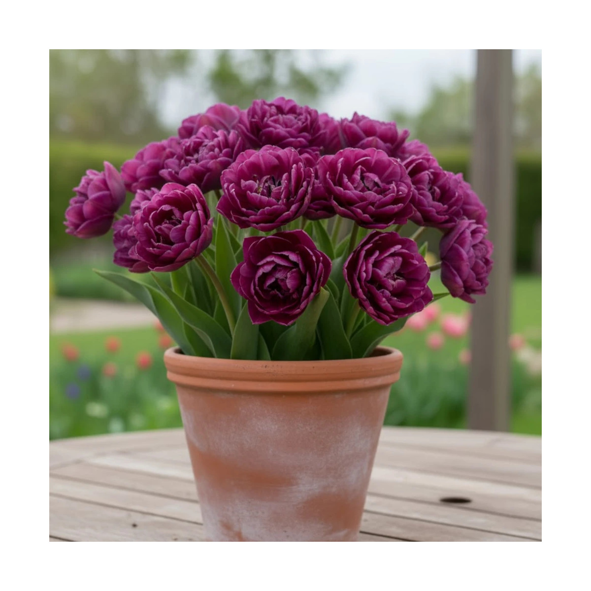 Bulbe de Tulipe Perroquet Parrot Prince