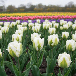 Bulbe de Tulipe Perroquet Super Parrot