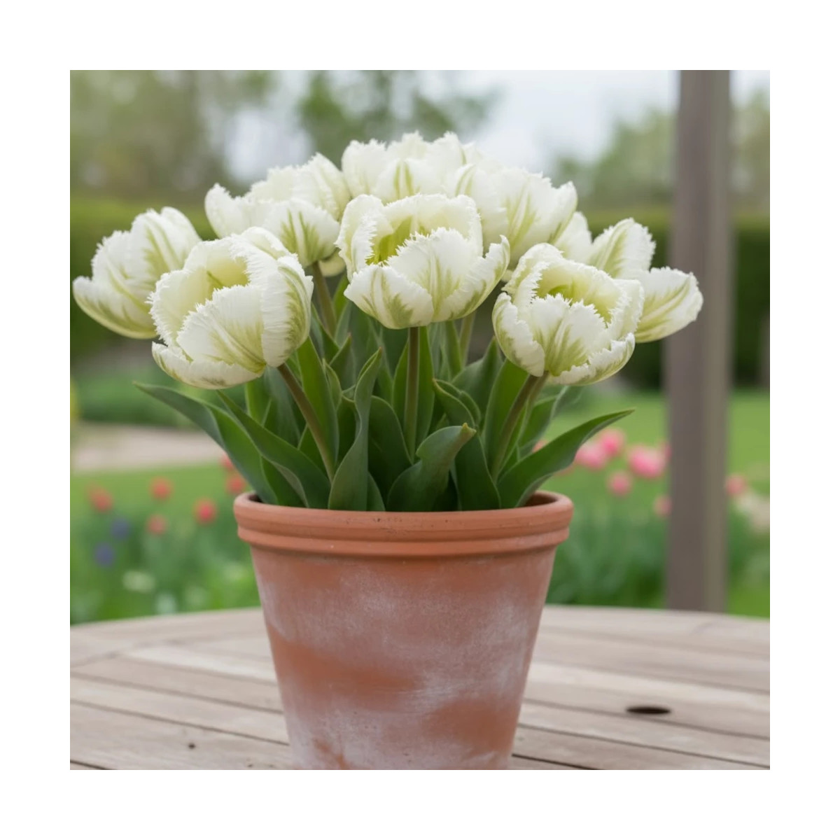 Bulbe de Tulipe Perroquet Super Parrot