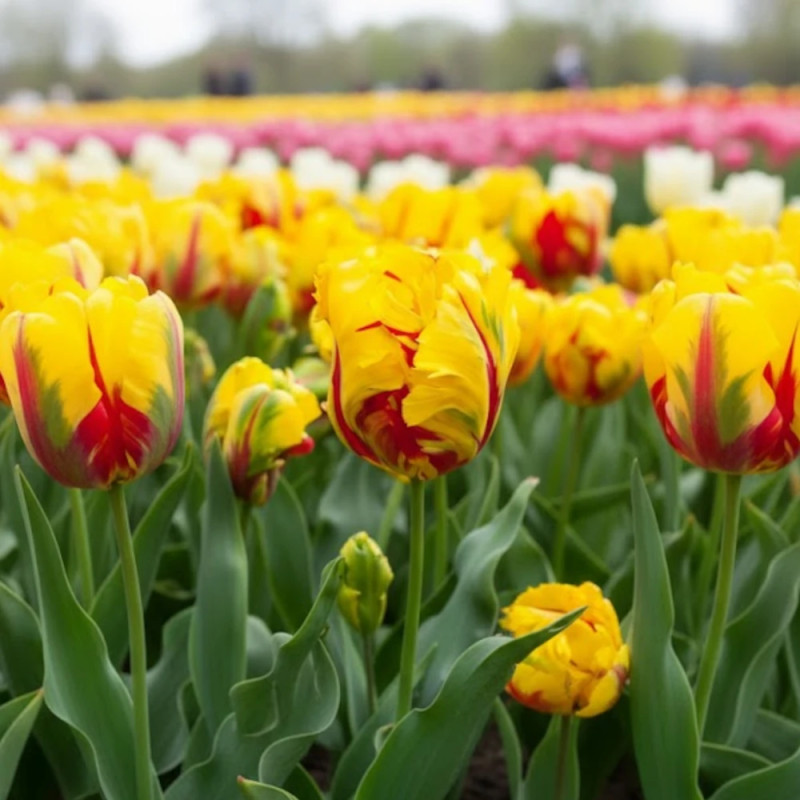Bulbe de Tulipe Perroquet Texas Flame