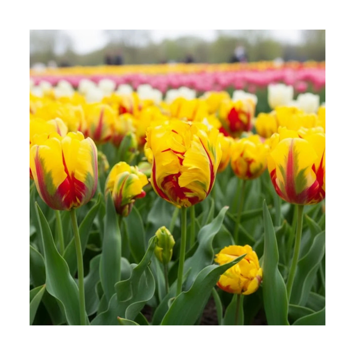 Bulbe de Tulipe Perroquet Texas Flame Bulbe de Tulipe Perroquet Texas Flame