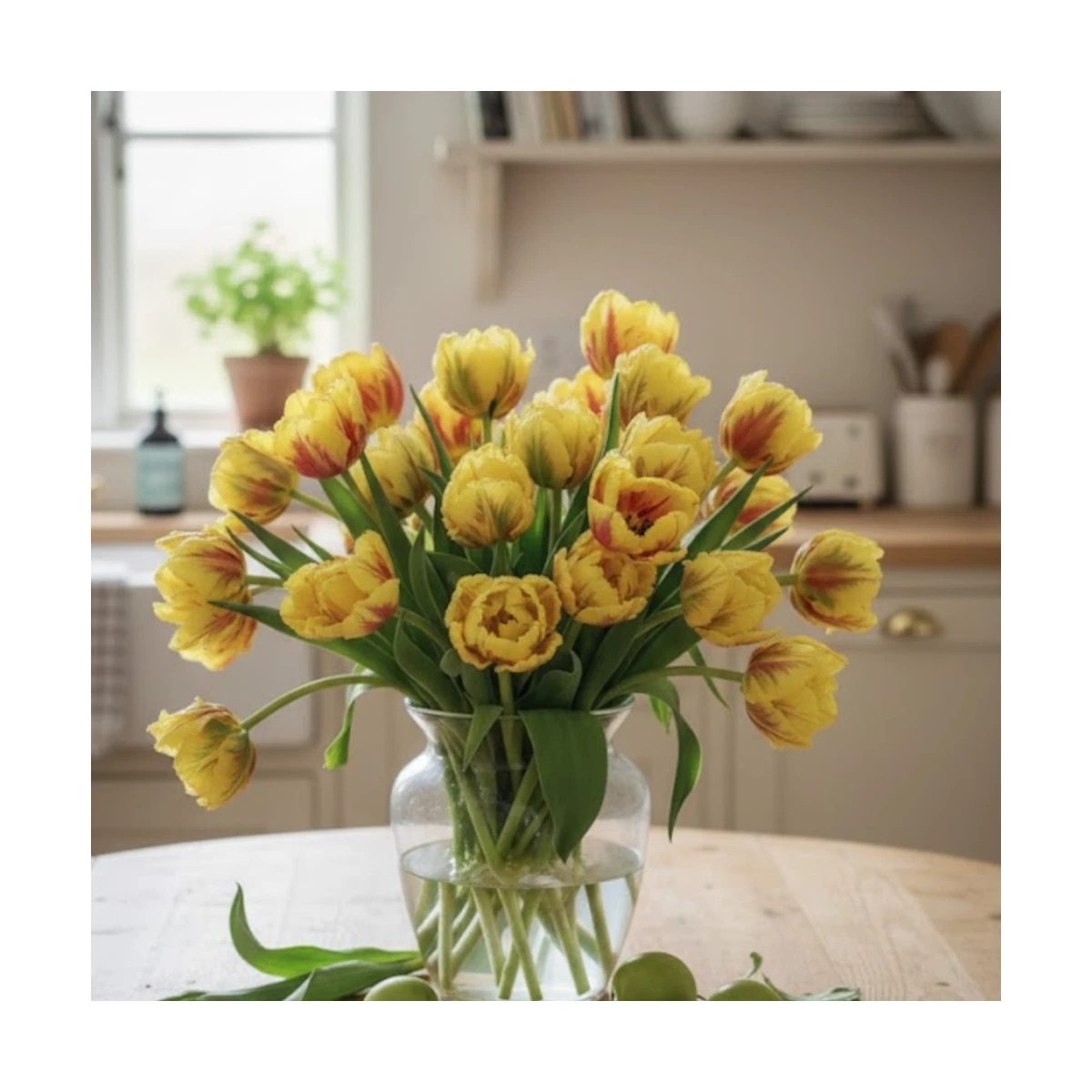 Bulbe de Tulipe Perroquet Texas Flame Bulbe de Tulipe Perroquet Texas Flame