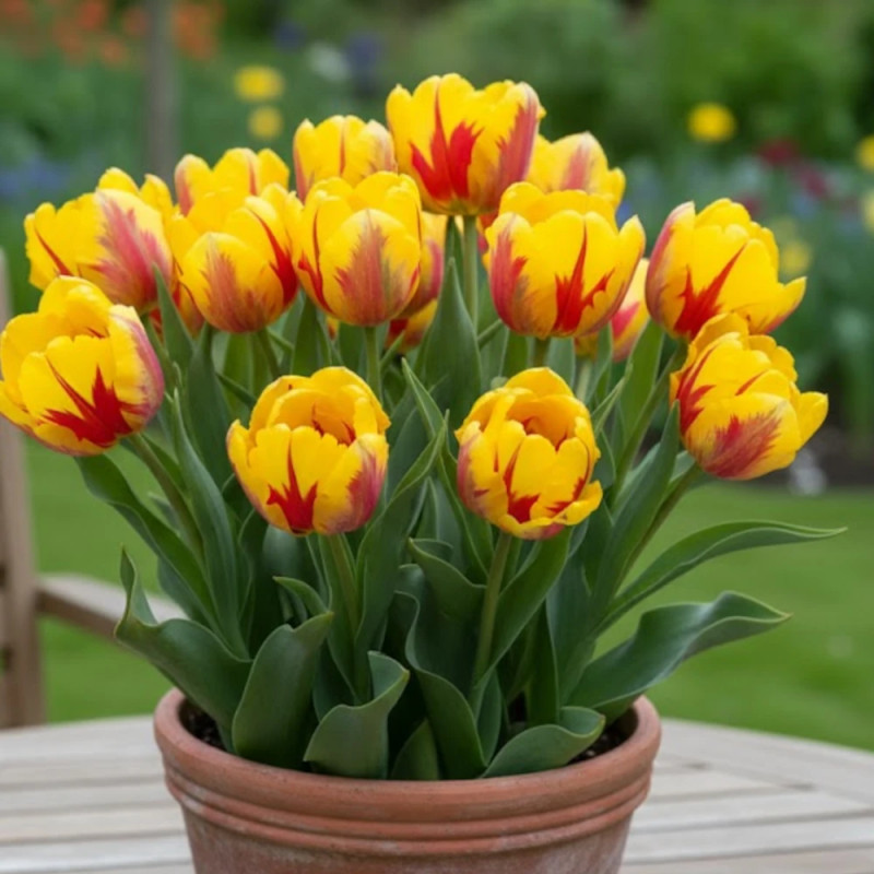 Bulbe de Tulipe Perroquet Texas Flame