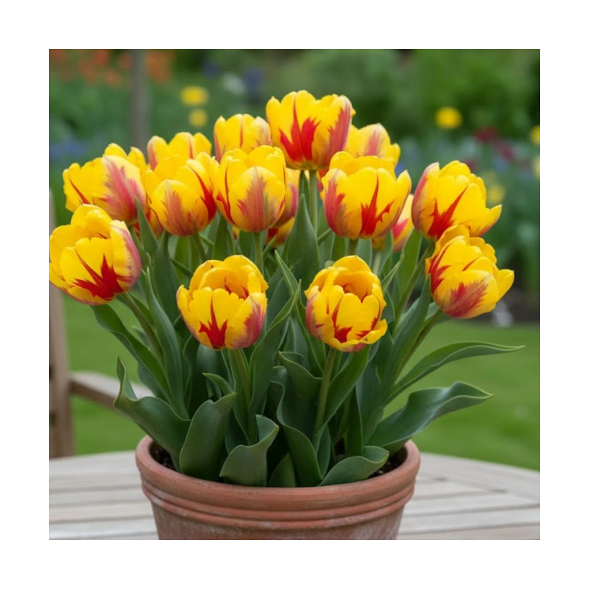 Bulbe de Tulipe Perroquet Texas Flame Bulbe de Tulipe Perroquet Texas Flame