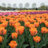 Bulbe de Tulipe viridiflora Artist