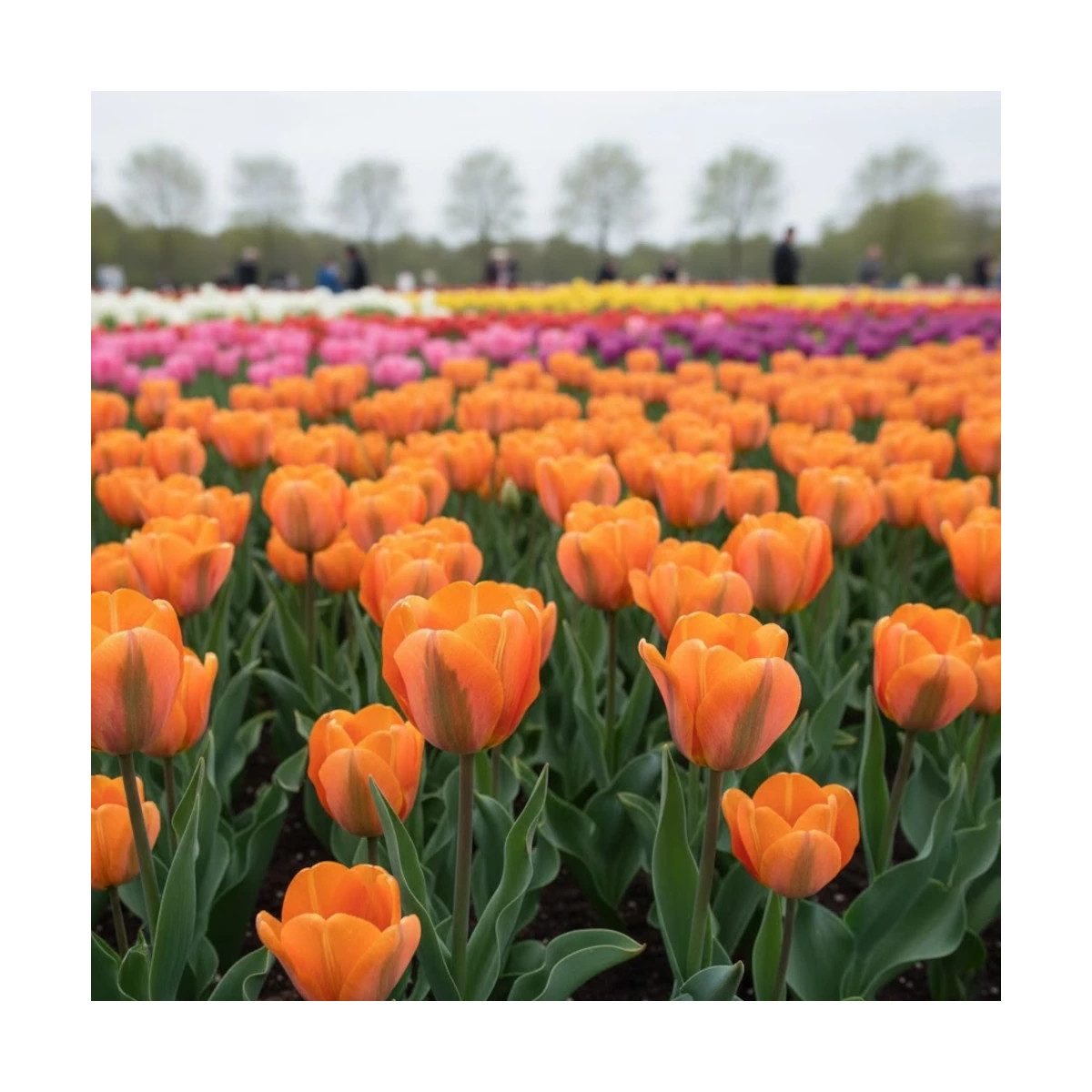 Bulbe de Tulipe viridiflora Artist