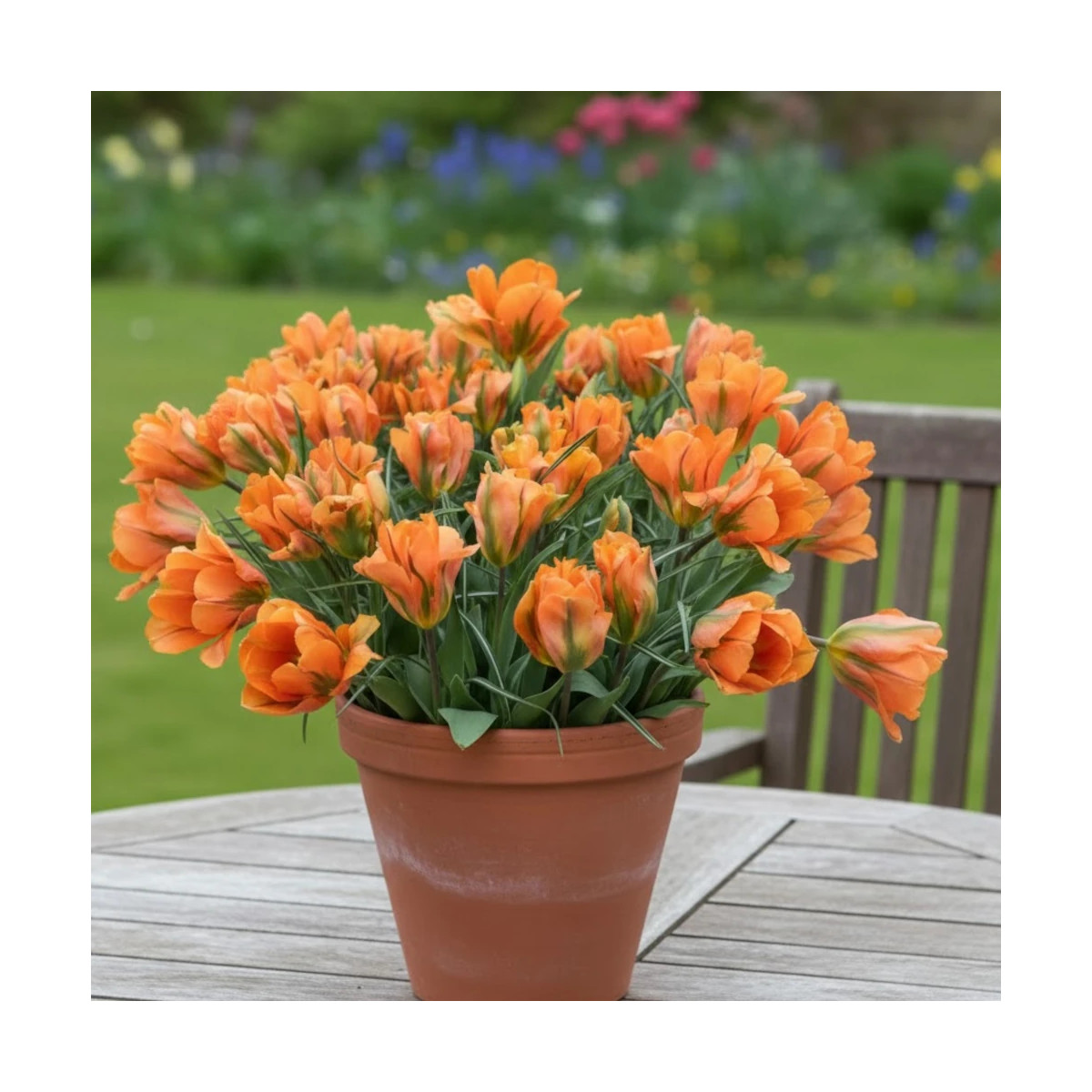 Bulbe de Tulipe viridiflora Artist