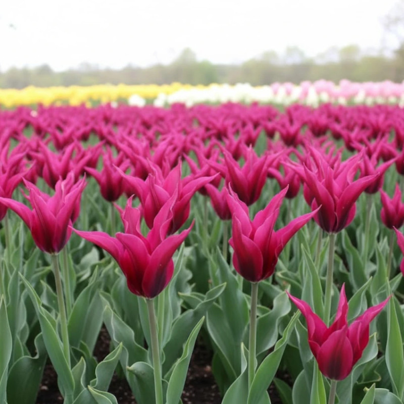 Bulbe de Tulipe viridiflora Doll's Minuet