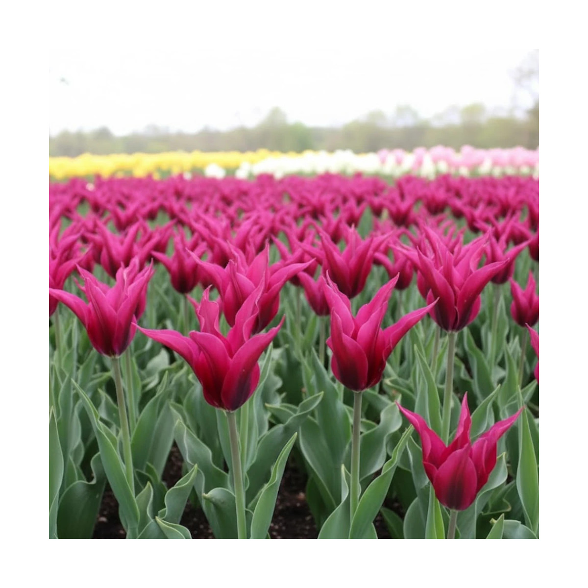 Bulbe de Tulipe viridiflora Doll's Minuet Bulbe de Tulipe viridiflora Doll's Minuet