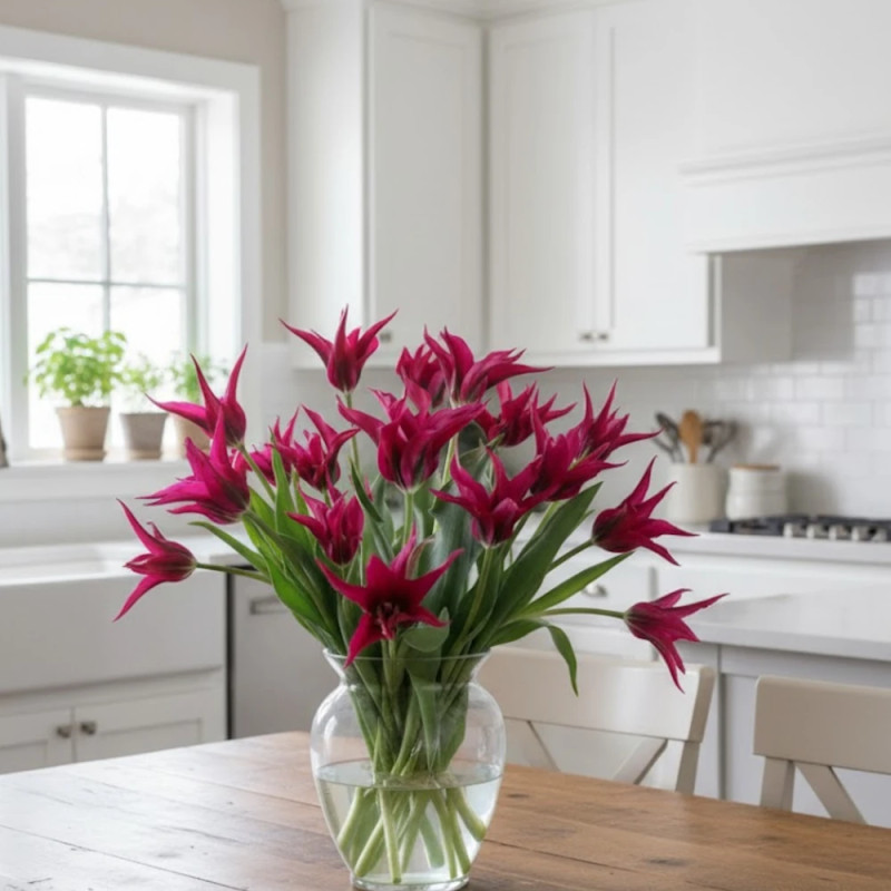Bulbe de Tulipe viridiflora Doll's Minuet