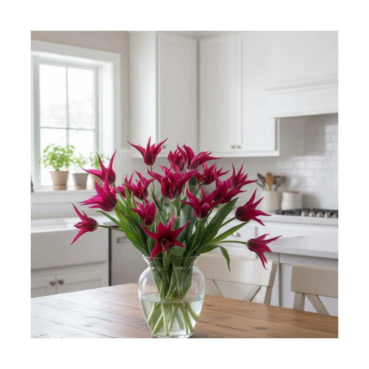 Bulbe de Tulipe viridiflora Doll's Minuet Bulbe de Tulipe viridiflora Doll's Minuet