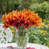 Bulbe de Tulipe viridiflora Golden Artist