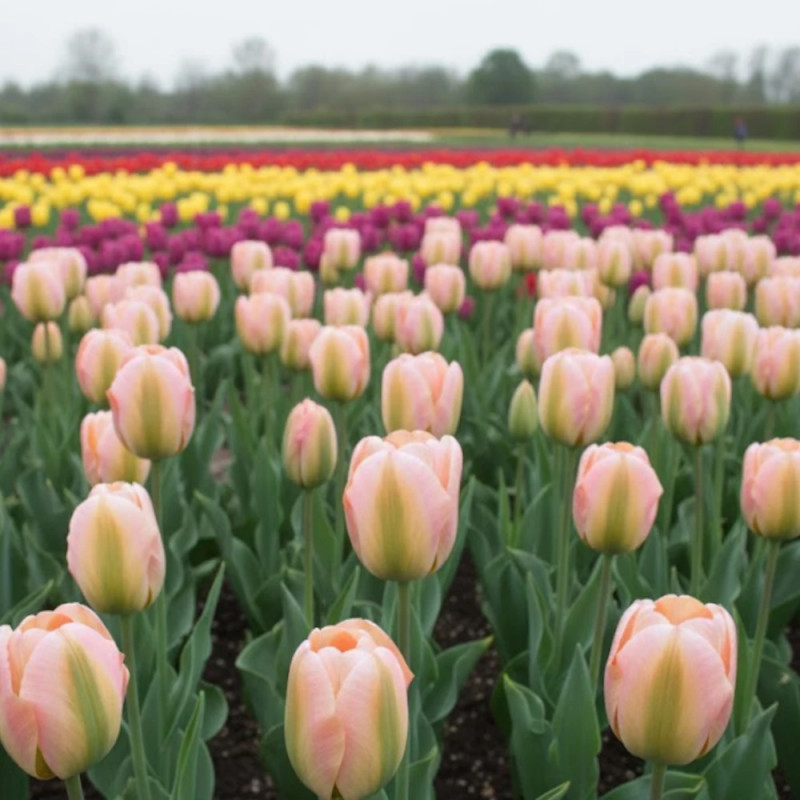 Bulbe de Tulipe viridiflora Groenland