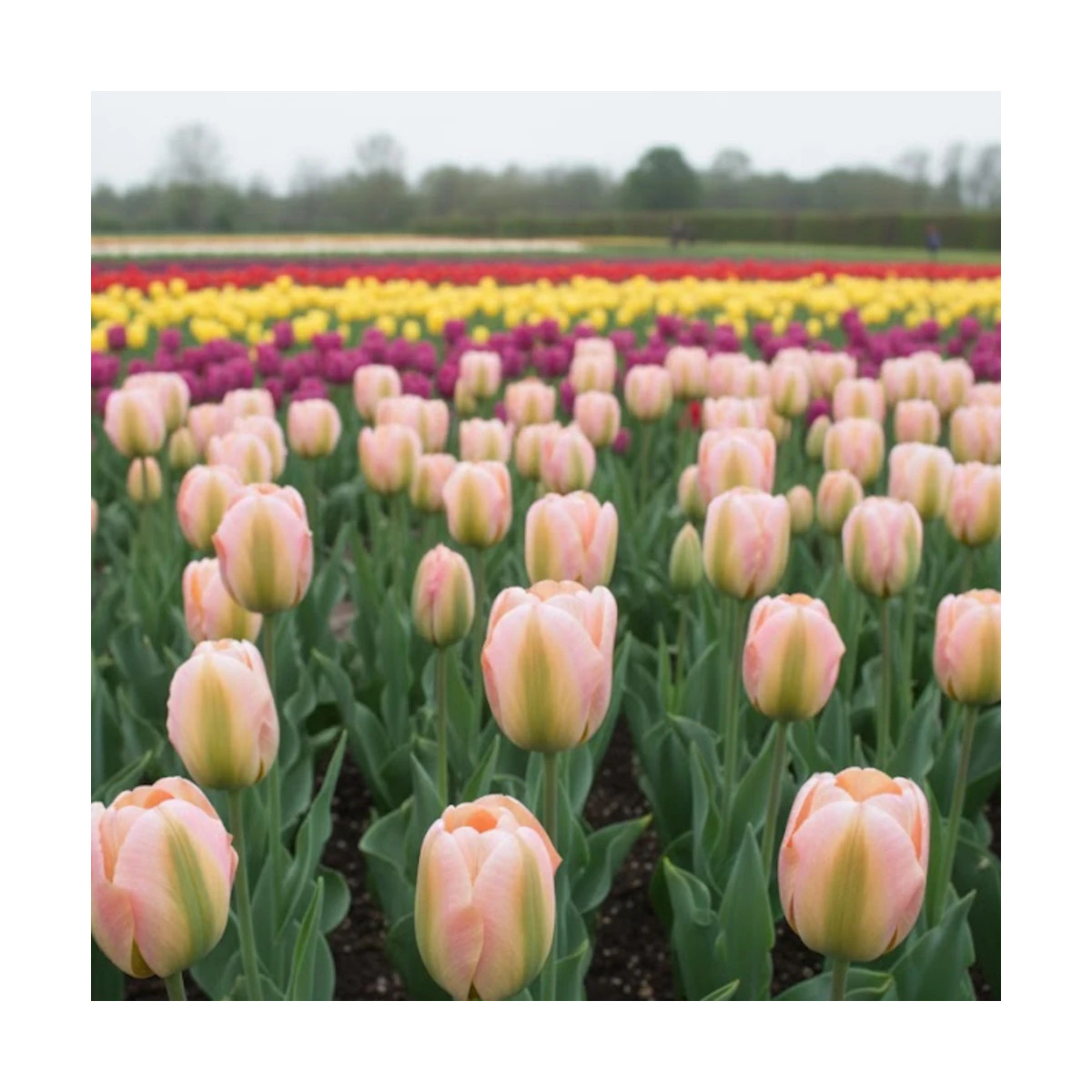 Bulbe de Tulipe viridiflora Groenland