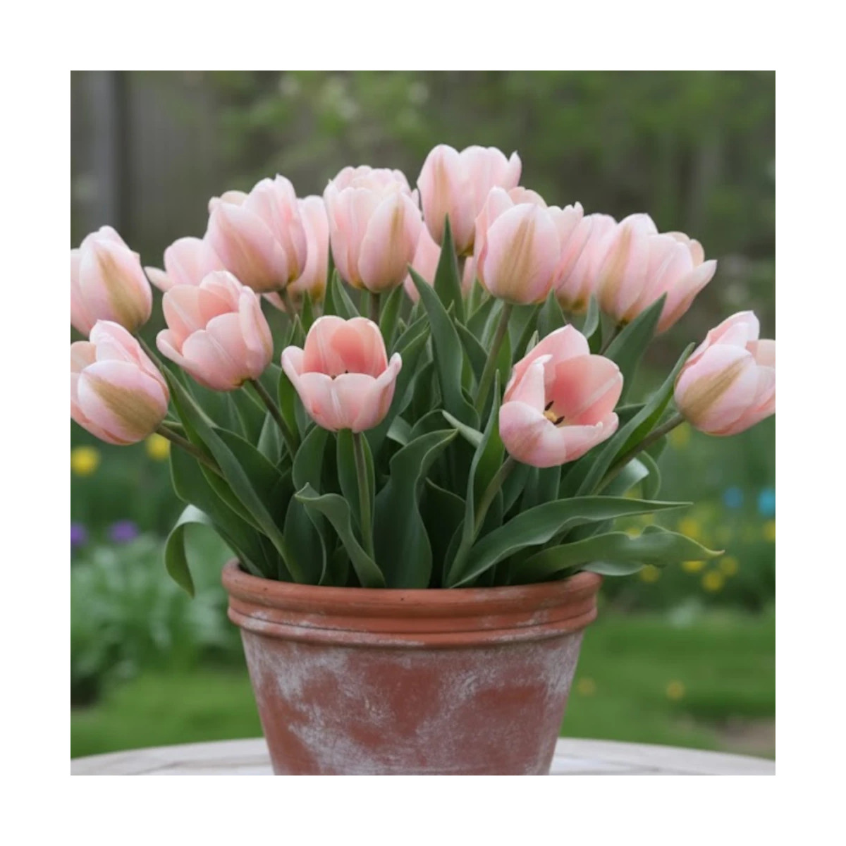 Bulbe de Tulipe viridiflora Groenland