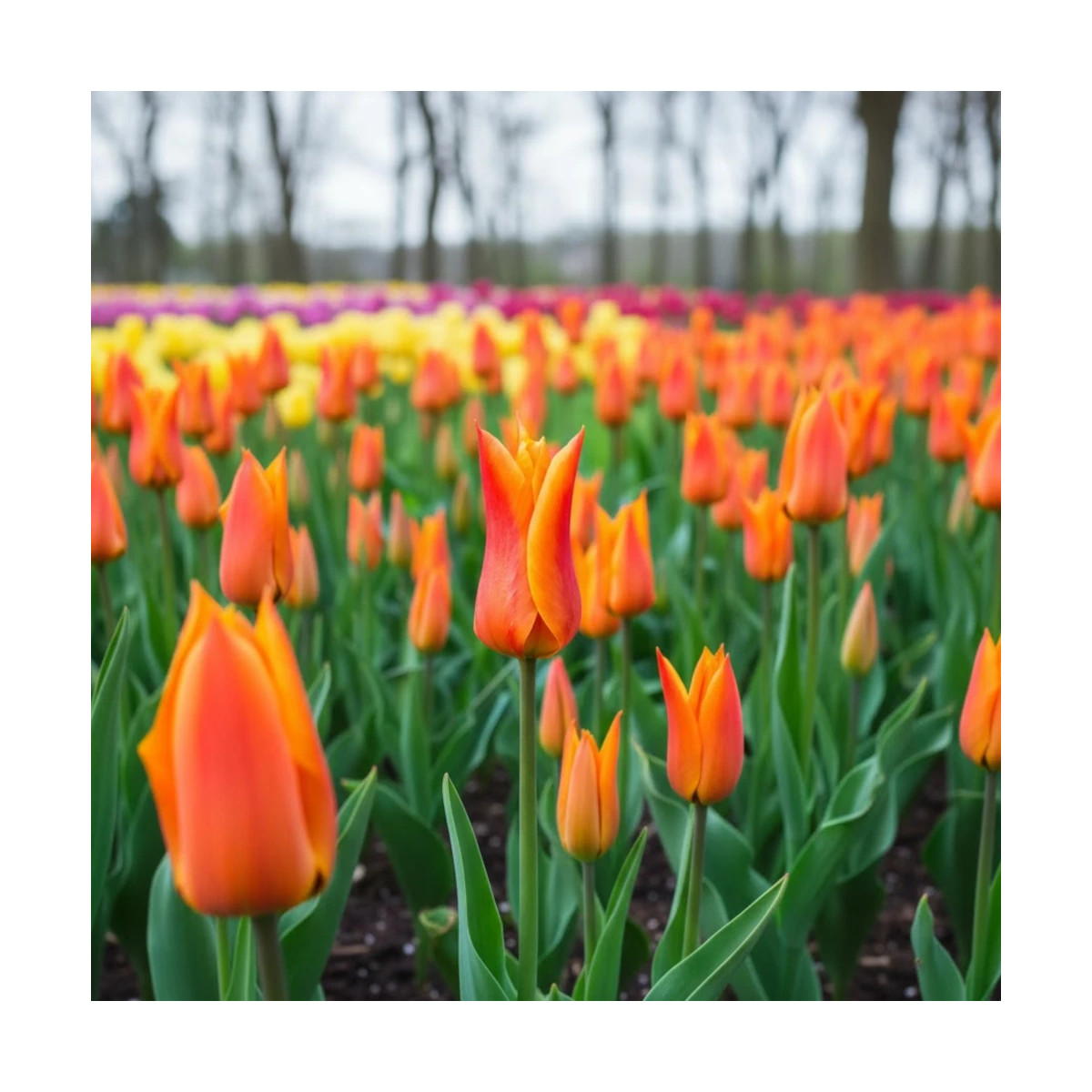 Bulbe de Tulipe Fleur de lis Ballerina