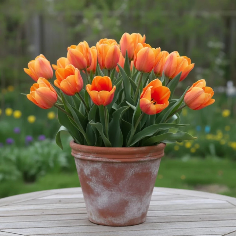 Bulbe de Tulipe Fleur de lis Ballerina
