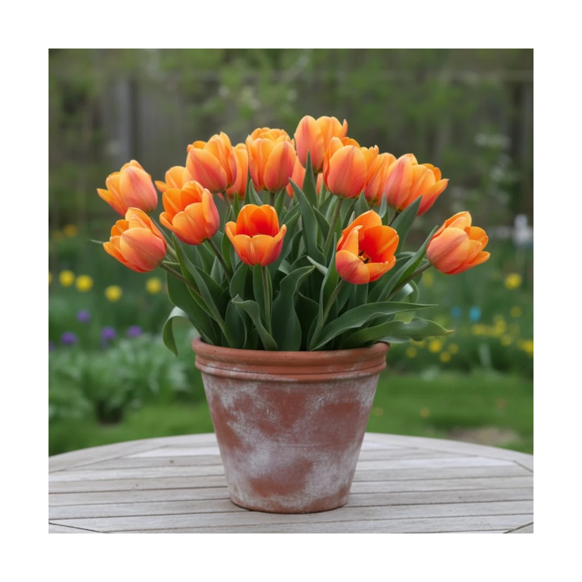 Bulbe de Tulipe Fleur de lis Ballerina