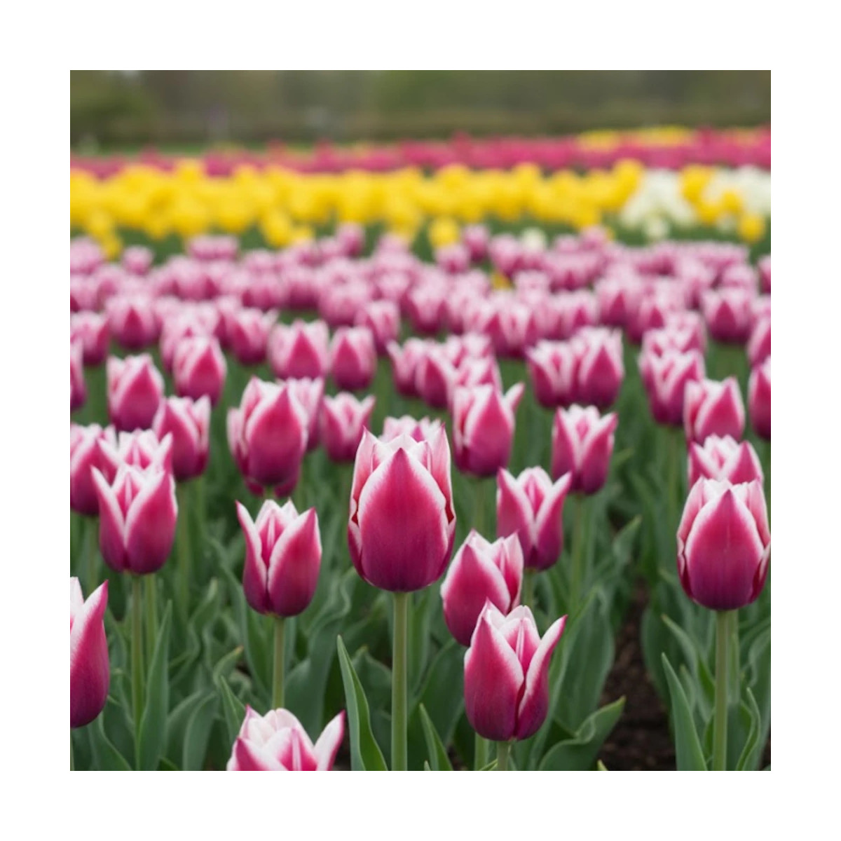 Bulbe de Tulipe Fleur de lis Claudia