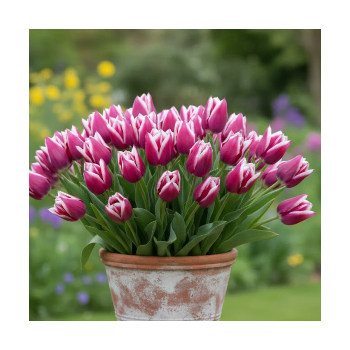 Bulbe de Tulipe Fleur de lis Claudia