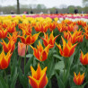 Bulbe de Tulipe Fleur de lis Fly Away